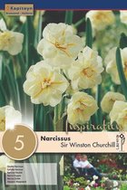 6 zakjes narcissenbollen - Narcissus 'Sir Winston Churchill' - lichtgele narcissen - 30 bollen