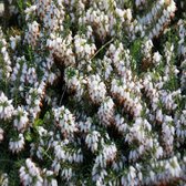 17 x Erica carnea 'Snow Queen' - Winterheide in P10.5 pot met hoogte 10-20cm