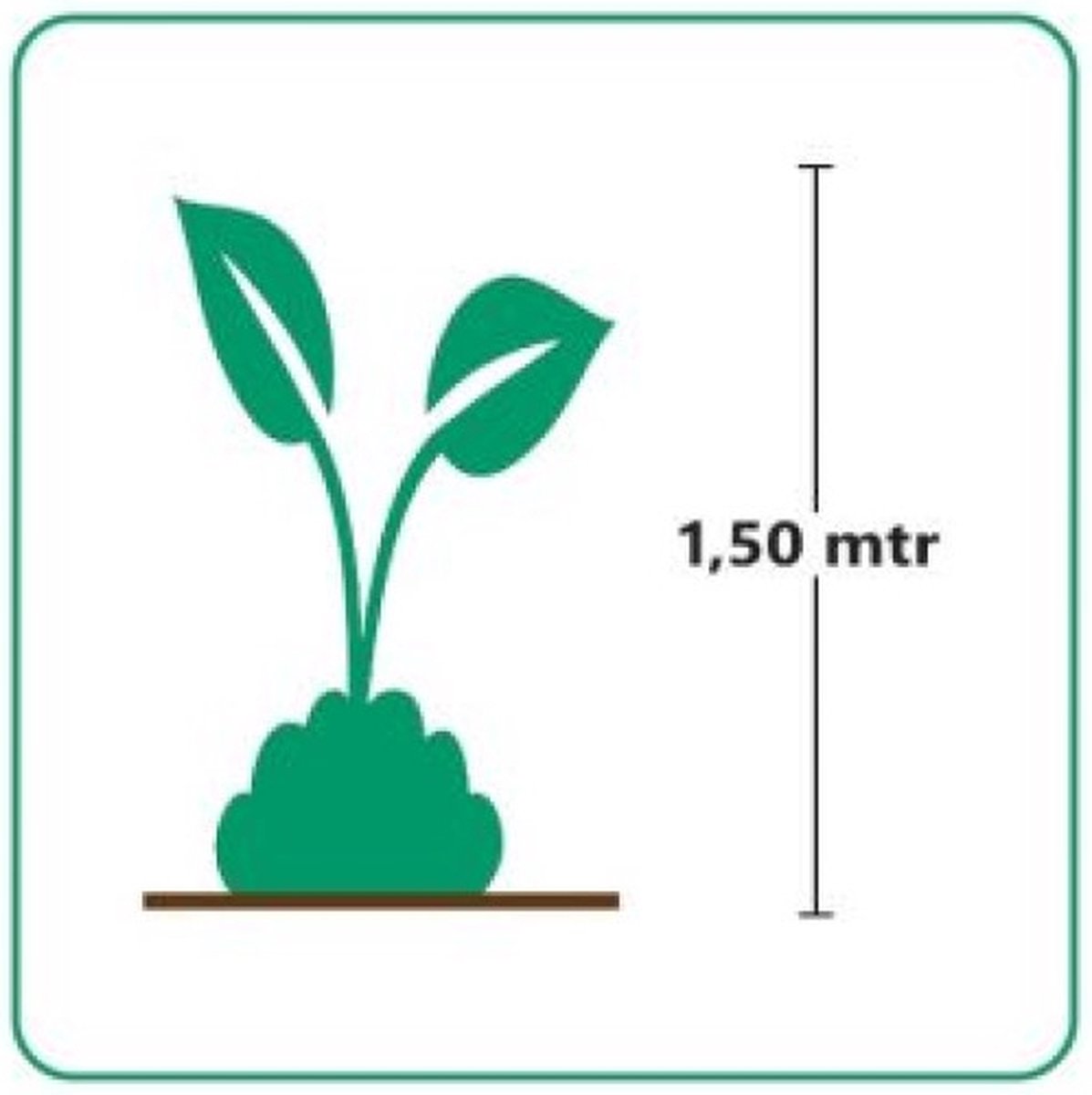 12 x Cortaderia selloana Pumila Herbe de la pampa en pot de 2 litres — free download