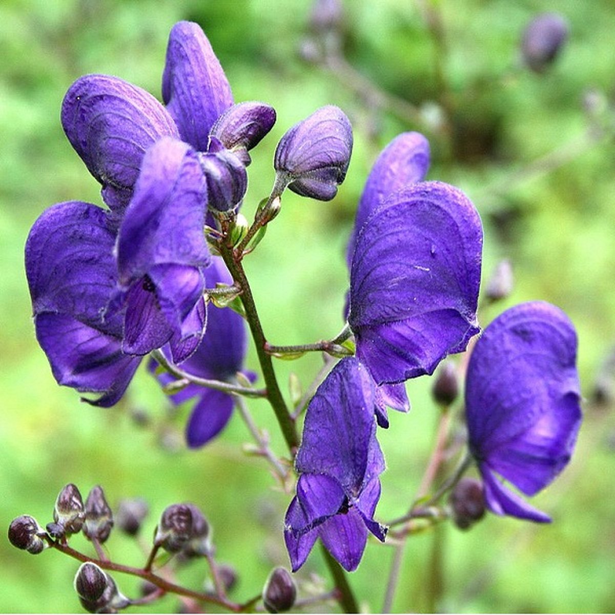 6 x Aconitum Napellus - Monnikskap pot 9x9cm