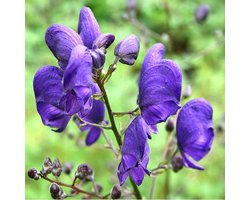 6 x Aconitum Napellus - Monnikskap pot 9x9cm