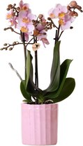 Kolibri Orchids | roze Phalaenopsis orchidee – Andorra + Stripe sierpot roze – potmaat Ø9cm – 40cm hoog | bloeiende kamerplant in bloempot - vers van de kweker