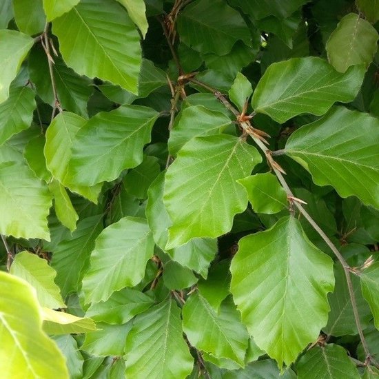 Close-up van glanzende, ovale groene beukenbladeren aan takken.