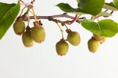 Zelfbestuivende kiwi-  Actinidia deliciosa 'Jenny' 70-80cm - 2 stuks - klimplant-  vruchten - in pot