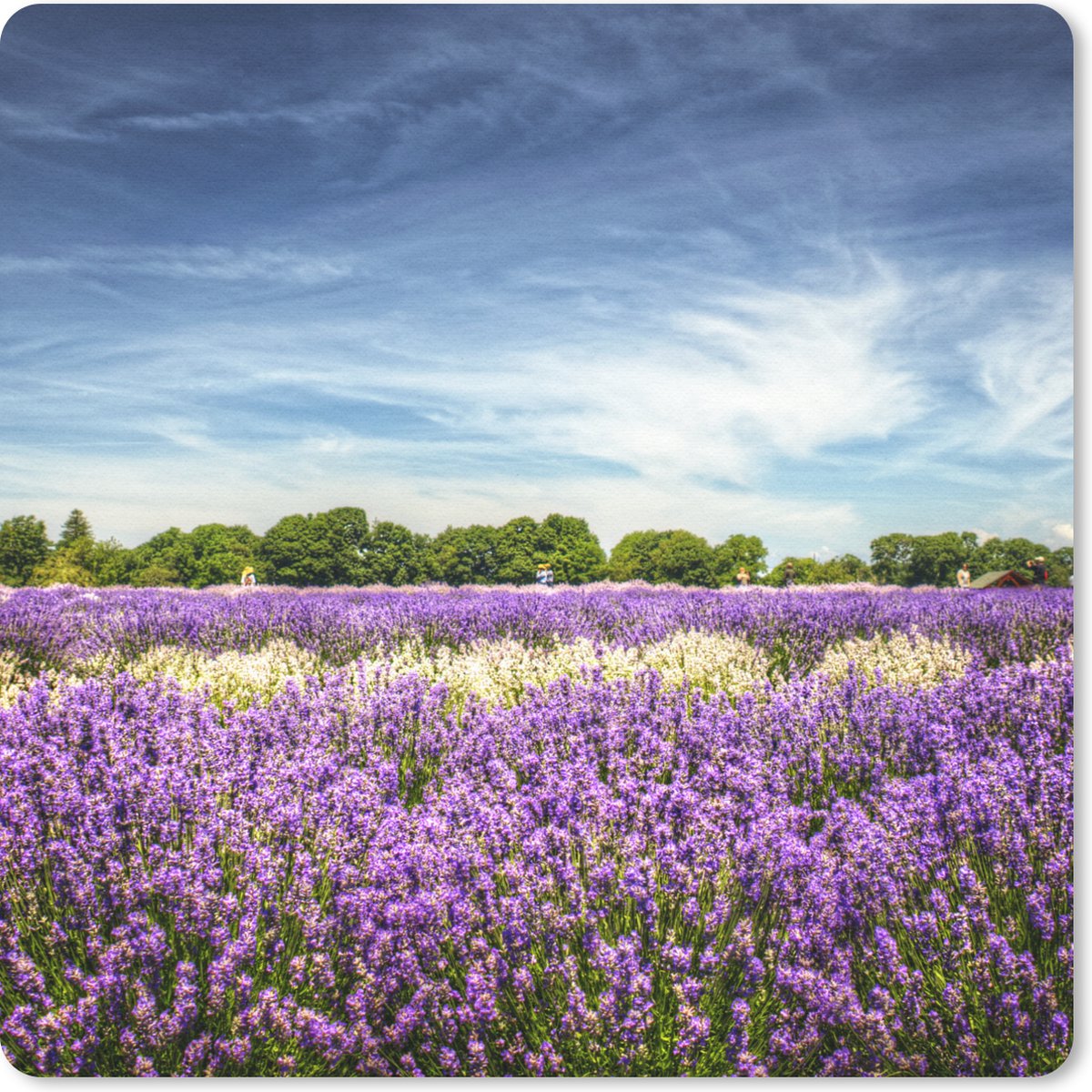 Muismat 30x30 cm - Mousepad Blauwe lucht boven lavendel in de natuur - Muismatten
