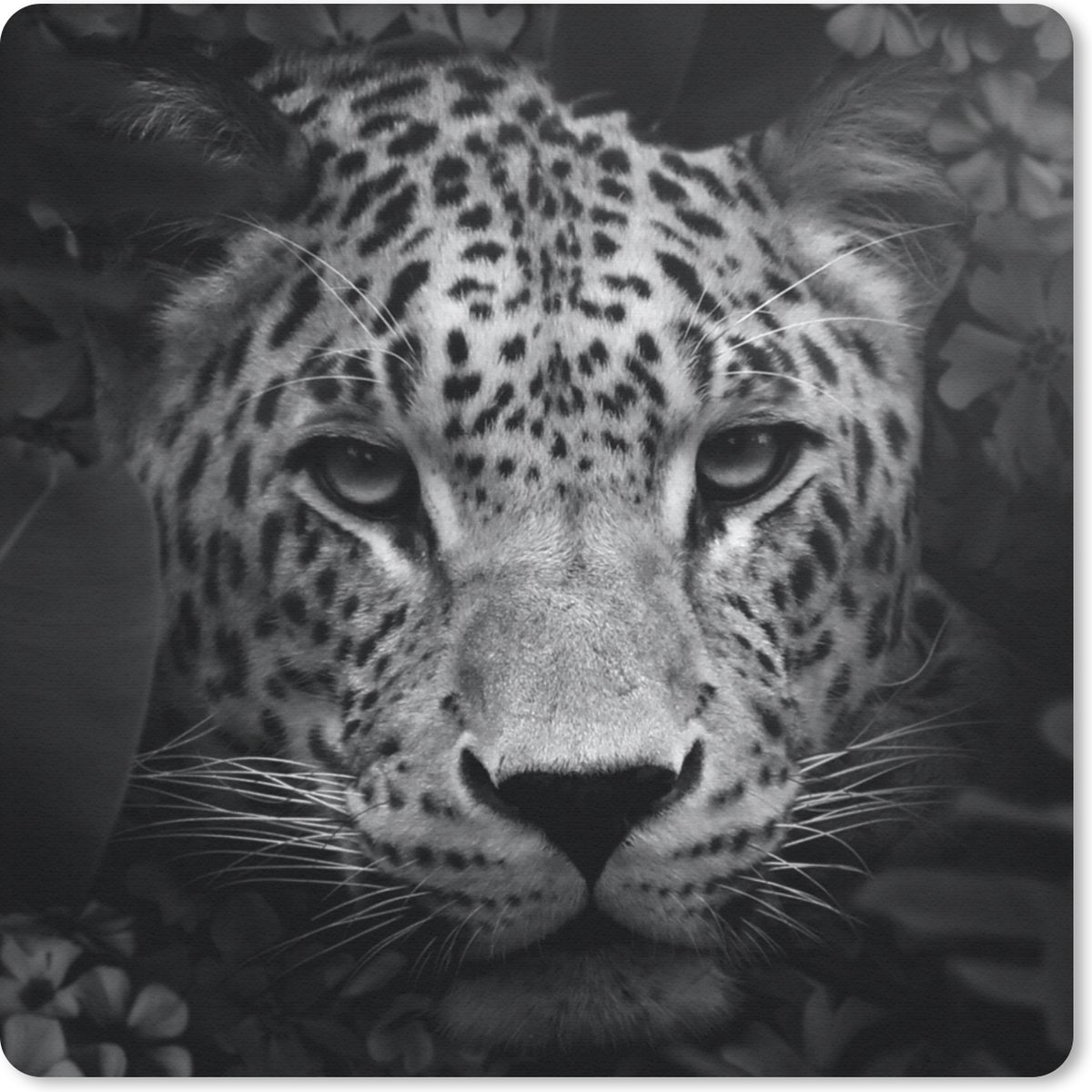 Muismat 30x30 cm - Mousepad Dieren - Panter - Jungle - Zwart - Wit - Muismatten