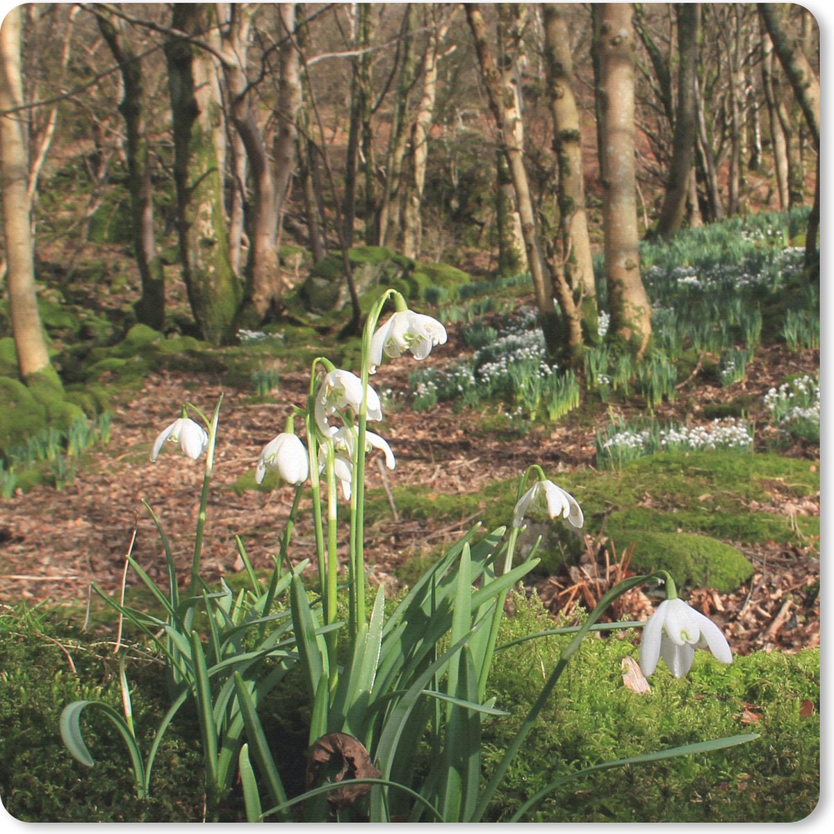 Muismat 30x30 cm - Mousepad Bos in Borrowdale met sneeuwklokjes - Muismatten