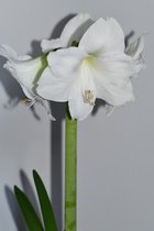 Amaryllis Planten Wit - 3 Stuks - Amaryllis Bollen - Kerst - Kamerplant  - Kerstcadeau - Black Friday 2022