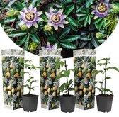 Plant in a Box - Set van 3 Passiflora Edulis - Passievrucht - Klimplant - Pot ⌀9cm - Hoogte ↕ 20-30cm