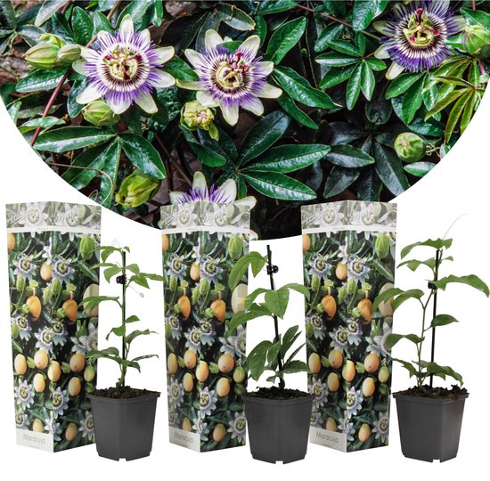 Plant in a Box - Set de 3 Passiflora Edulis - Fruit de la passion - Plante  grimpante -... | bol.com
