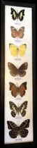 Inukshop Single piece Art - 7 Vlinders in Design Frame - Ophanghaakje - Woon Inrichting - High end decoratie - Binnenhuisarchitectuur - Ingelijste vlinders