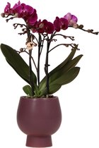Kolibri Orchids | Paarse phalaenopsis orchidee in paarse keramieken Scandic sierpot - potmaat Ø9cm