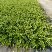 Lonicera nitida 'Elegant' - Chinese kamperfoelie - Planthoogte: 30-40 cm - Pot Ø 14 cm