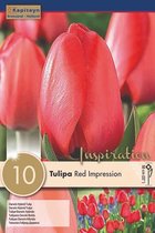3 zakjes tulpenbollen - Tulipa 'Red Impression' - rode tulpen - 30 bollen