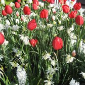 3 zakjes tulpenbollen - Tulipa 'Marilyn' - rood wit gestreepte tulpen - 24 bollen