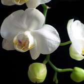 Dibond - Bloem / Bloemen - Orchidee in wit / geel / zwart - 80 x 80 cm.