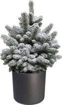 Hellogreen Kamerplant - Echte Kleine Kerstboom - Picea met sneeuw - 75 cm - ELHO B.For Soft Rond Antraciet