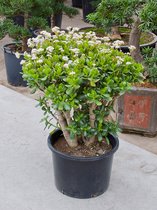 Crassula ovata XL kamerplant