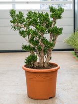 Plantenwinkel Crassula horntree XL kamerplant