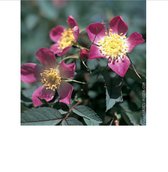 Rosa glauca (rubrifolia) - Wilde roos 40- 60 cm in pot