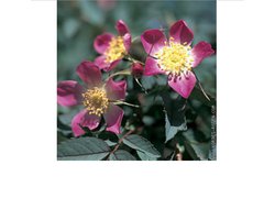 Rosa glauca (rubrifolia) - Wilde roos 40- 60 cm in pot
