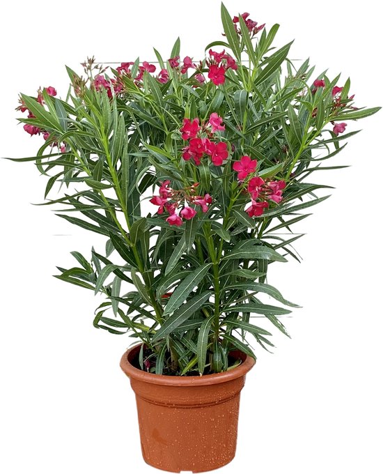 Sunnytree - Plant - Oleander- Nerium Oleander - Hoogte 80-100 cm - Kleur  Rood -... | bol.com