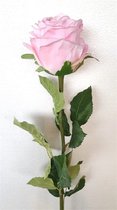 2x Rose Pink 71cm