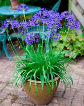 Garden Select - Agapanthus Blauw Giant - 6 Planten - Vaste Plant - Exotische Plant (Afrikaanse Lelie) - Voor Potten en Tuin - Max. Hoogte 1.20 m