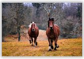 Twee paarden in de Natuur op Aluminium - Foto op Dibond - Aluminium Schilderij - 120x80 cm