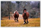 Twee paarden in de Natuur op Aluminium - Foto op Dibond - Aluminium Schilderij - 90x60 cm