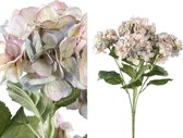 Hydrangea Flower light blue hydrangea bush