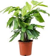 Plantenwinkel Caryota Palm Mitis XS 55 cm kamerplant