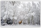 Hert in de Sneeuw op Aluminium -  Foto op Dibond - Aluminium Schilderij - 140x70 cm