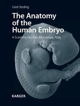 The Anatomy of the Human Embryo