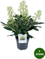 Skimmia japonica 'Finchy' - wintergroene tuinplant - 30 cm hoog - 10-15 bloemen - potmaat 15 cm
