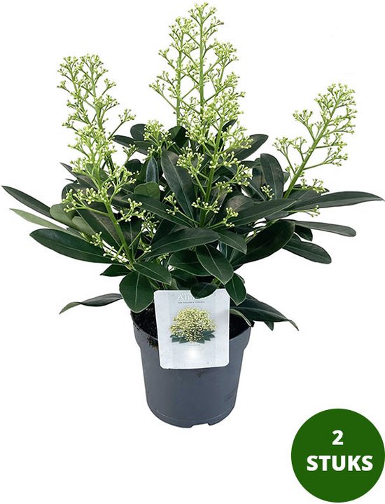 Skimmia japonica 'Finchy' - wintergroene tuinplant - 30 cm hoog - 5-8 bloemen - potmaat 15 cm - 2 stuks