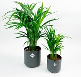 2x Areca - Dypsis lutescens incl. sierpot antraciet - Luchtzuiverende kamerplanten - Kamerpalmen - ↑ 40-45cm & 55-65cm - ELHO pot Ø 13cm & 18cm