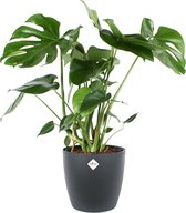 Monstera in pot - Hoogte ↕ 80cm - Pot ∅ 24cm