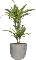 Dracaena dermensis lemon lime in Mica sierpot Jimmy (lichtgrijs) - Hoogte ↕ 65cm - Pot ∅ 18cm