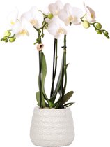 Kolibri Orchids | Witte Phalaenopsis orchidee Amabilis in Dots sierpot white - 40cm hoog - potmaat Ø9cm
