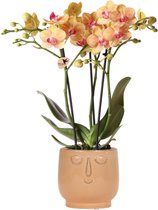 Kolibri Orchids | Oranje Phalaenopsis orchidee – Jamaica + Happy face sierpot peach – potmaat Ø9cm – 40cm hoog | bloeiende kamerplant in bloempot - vers van de kweker