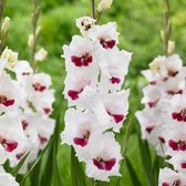 Gladiool Home Coming 50 stuks - Zwaardlelie - Gladiolus