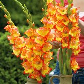 Gladiool Prinses Margaret Rose 50 stuks - Zwaardlelie - Gladiolus