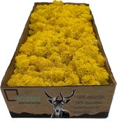 MosBiz Rendiermos Lemon per 500 gram voor decoraties en mosschilderijen