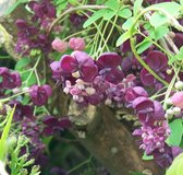 Akebia quinata 70-80cm - schijnaugurk - 2 stuks - klimbes - paarse bloemen - in pot