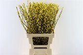 Salix katjes Geel - Verse Droogbloemen - 80cm - GRATIS BEZORGING