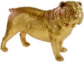 Beeld Bulldog Hond