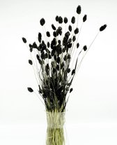 Boeket droogbloemen Phalaris zwart  - Dried flowers - 70cm  - Verse droogbloemen - GRATIS VERZENDING