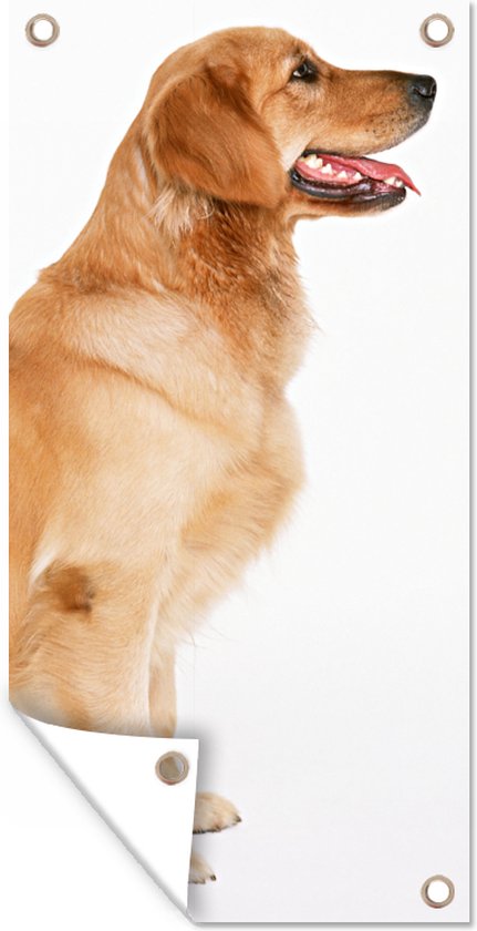 Lot De 4 Assiettes Murales Rondes En Céramique, Déco Chien Retriever Signées Marye-Kelley, état Neuf