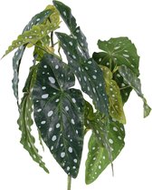 Stippenbegonia - Begonia maculata - kunstplant - 3 vertakkingen - 14 bladeren - 38cm